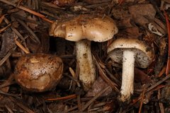 Hebeloma sacchariolens