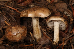 Hebeloma sacchariolens