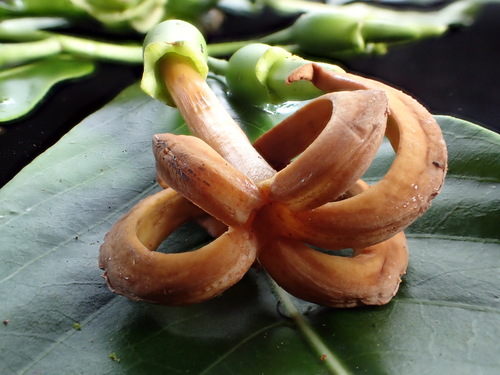 Psychotria grandistipulata observed 2016-06-14