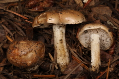 Hebeloma sacchariolens