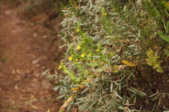 Goodenia amplexans