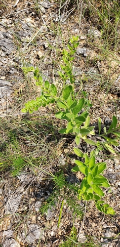 Image of Lithospermum decipiens by (c) Stephan Eselgroth, some rights reserved (CC BY-SA)
