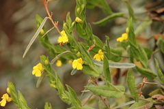 Goodenia amplexans