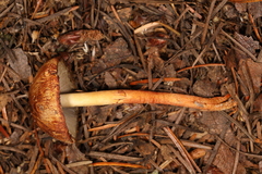 Agaricus kerriganii