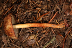 Agaricus kerriganii