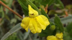 Goodenia amplexans