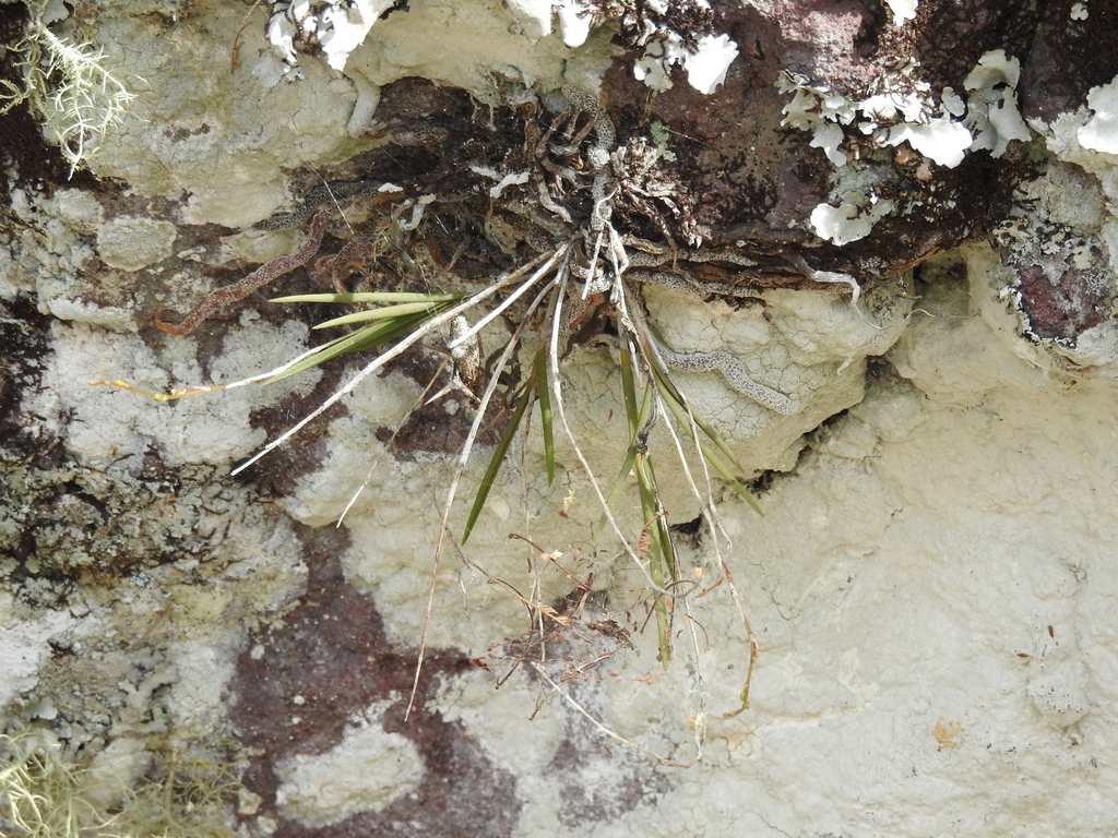 Microepidendrum subulatifolium