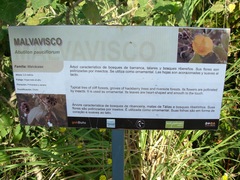 Callianthe pauciflora