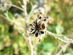 Callianthe pauciflora