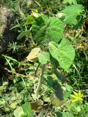 Callianthe pauciflora