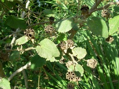 Callianthe pauciflora