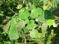 Callianthe pauciflora