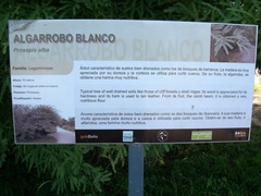 Prosopis alba