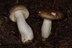 Russula viridofusca