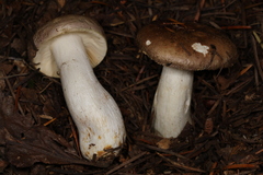 Russula viridofusca