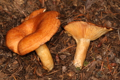 Lactarius olympianus