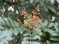 Schinus terebinthifolia