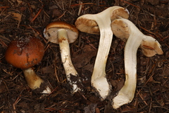 Cortinarius polymorphus