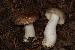 Russula viridofusca