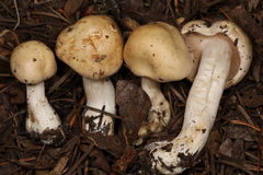 Hebeloma incarnatulum