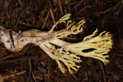 Ramaria cystidiophora