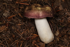 Russula hypofragilis