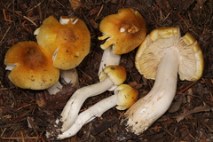 Tricholoma arvernense