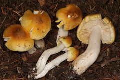 Tricholoma arvernense