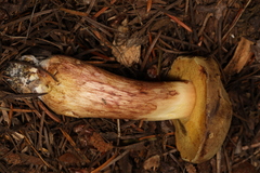 Boletus subtomentosus image