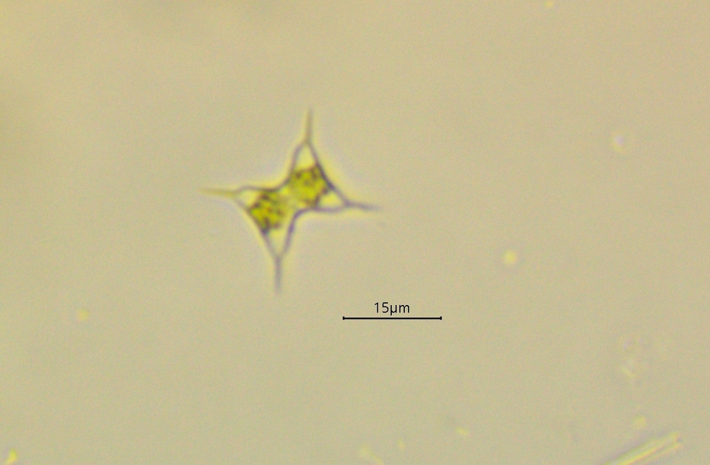 Staurodesmus quiriferus