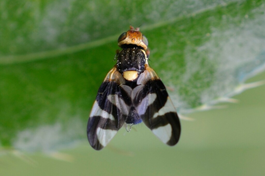 Thistle Stem Gall Fly from Macrae Farm park on June 4, 2023 at 07:18 AM ...