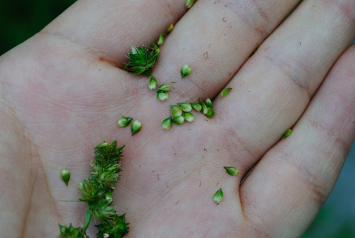 Image of Carex cephaloidea by (c) Zihao Wang, some rights reserved (CC BY)