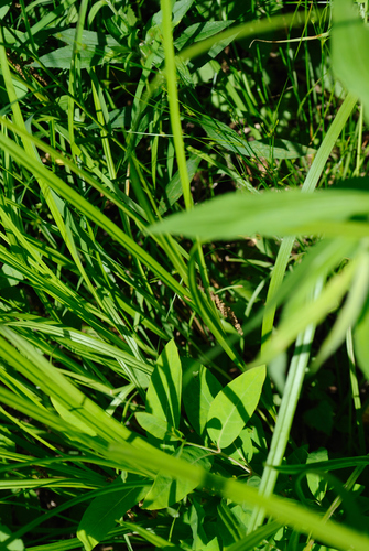 Image of Carex cephaloidea by (c) Zihao Wang, some rights reserved (CC BY)