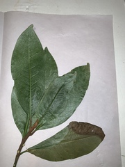 Magnolia grandiflora