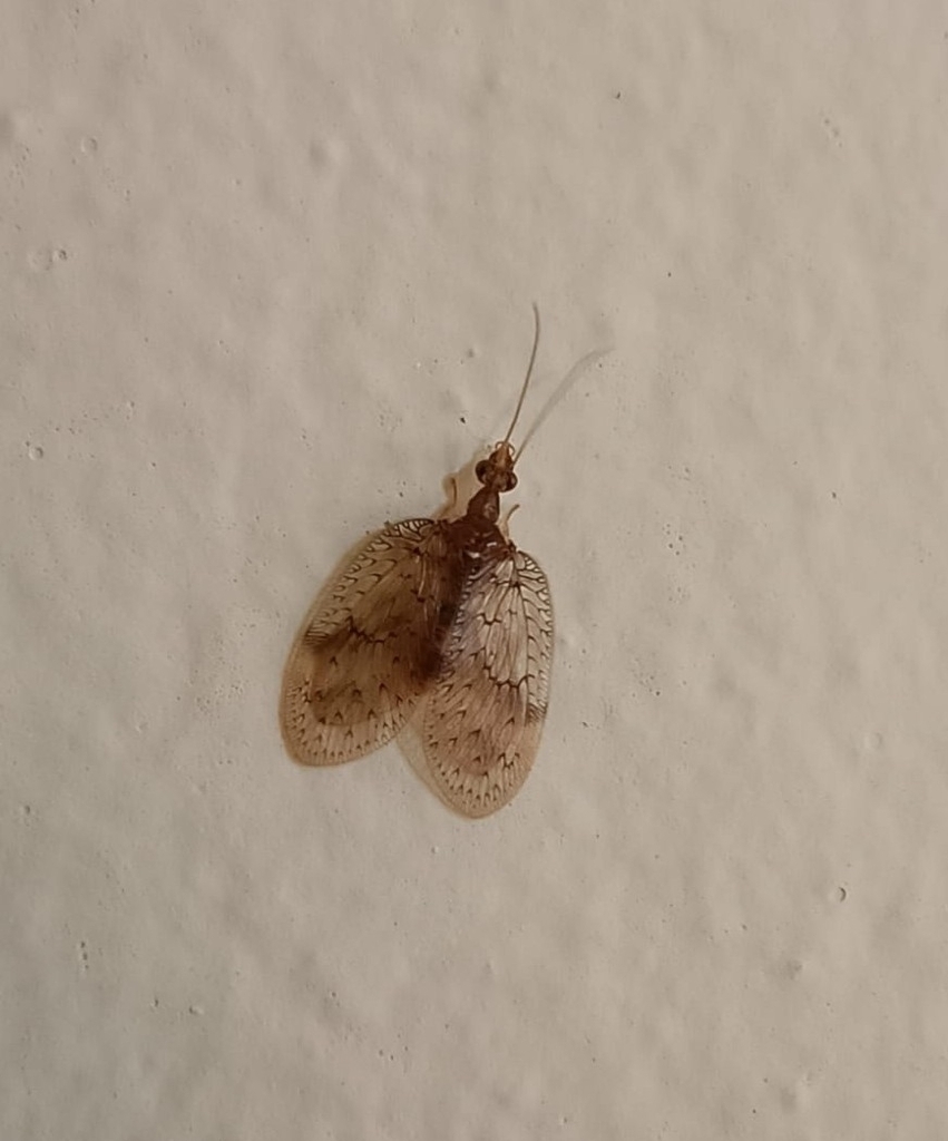 Notiobiella brasiliensis