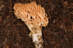Ramaria celerivirescens