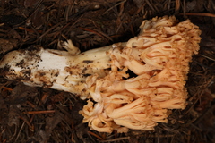 Ramaria celerivirescens