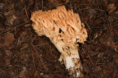Ramaria celerivirescens