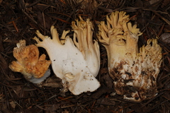 Ramaria celerivirescens