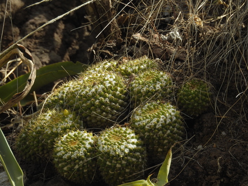 Mammillaria marksiana