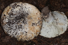 Russula brevipes acrior