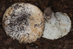 Russula brevipes acrior