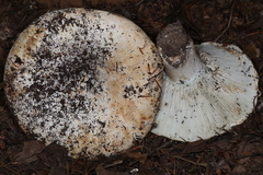 Russula brevipes acrior