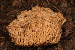 Ramaria gelatinosa