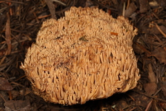 Ramaria gelatinosa