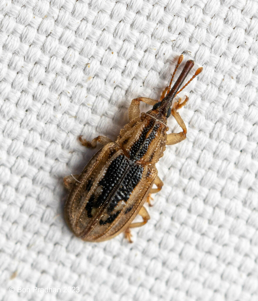 Metrioxena