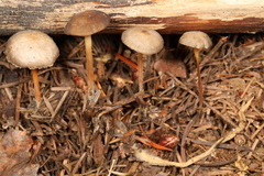 Strobilurus albipilatus