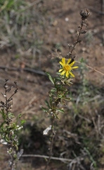 Grindelia camporum