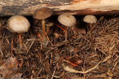 Strobilurus albipilatus