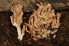 Ramaria caulifloriformis